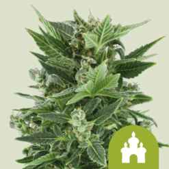 Royal Kush Auto - Semi Autofiorenti