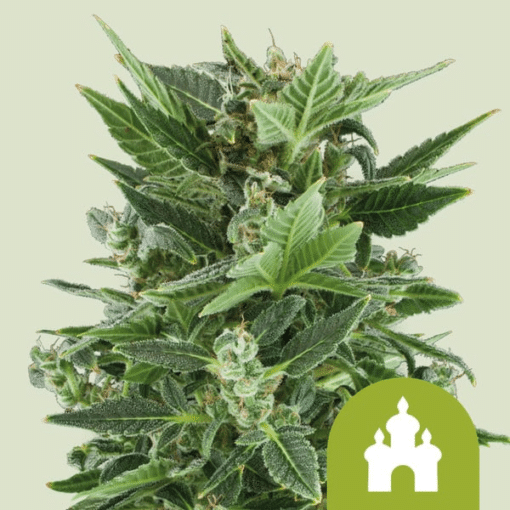 Royal Kush Auto - Semi Autofiorenti