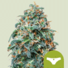 Sherbet Queen Auto - Semi Autofiorenti