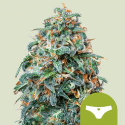 Sherbet Queen Auto - Semi Autofiorenti