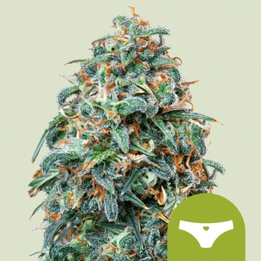 Sherbet Queen Auto - Semi Autofiorenti