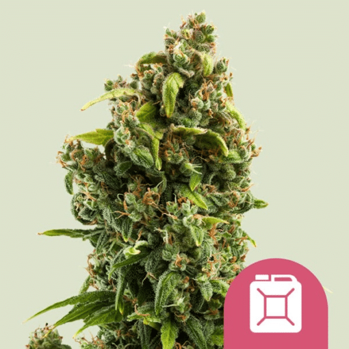 Sour Diesel - Semi Stagionali Fotoperiodici