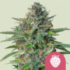 Strawberry Cough - Semi Stagionali Fotoperiodici