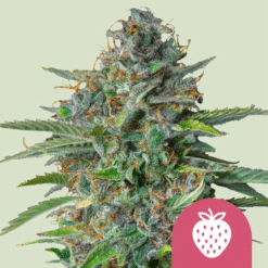 Strawberry Cough - Semi Stagionali Fotoperiodici
