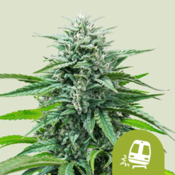 Trainwreck Auto - Semi Autofiorenti