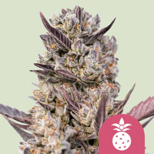 Tropicana Cookies Purple - Semi Stagionali Fotoperiodici