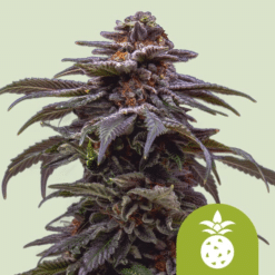 Tropicana Cookies Purple Auto - Semi Autofiorenti