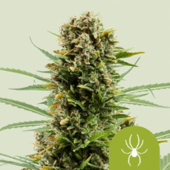 White Widow Auto - Semi Autofiorenti