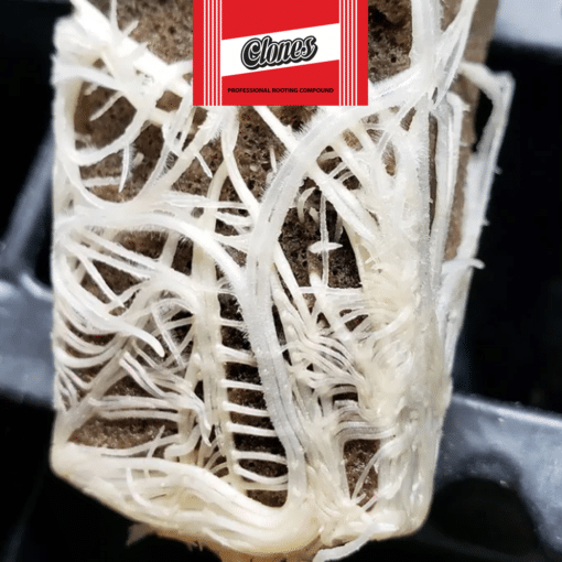 Elite 91 Clones 473ml - Radicante per talee - immagine 2