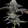 Blue Dream - Semi Stagionali Fotoperiodici
