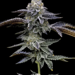 Blue Dream - Semi Stagionali Fotoperiodici