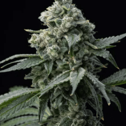 Bruce Banner - Semi Stagionali Fotoperiodici