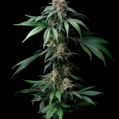 Mendo Breath - Semi Stagionali Fotoperiodici