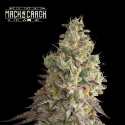 Mack & Crack Auto - Semi Autofiorenti