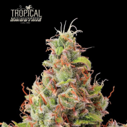 Tropical Zmoothie Auto - Semi Autofiorenti