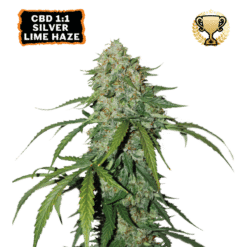 CBD 1:1 Silver Lime Haze Auto - Semi Autofiorenti
