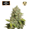 CBD Critical XXL Auto - Semi Autofiorenti