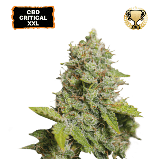 CBD Critical XXL Auto - Semi Autofiorenti