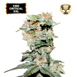 CBD Critical XXL - Semi Stagionali Fotoperiodici