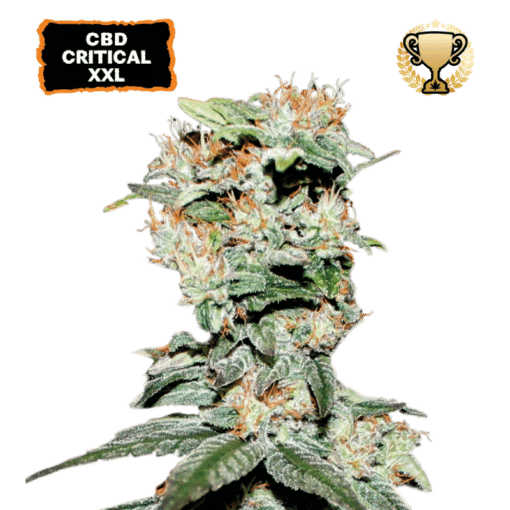 CBD Critical XXL - Semi Stagionali Fotoperiodici
