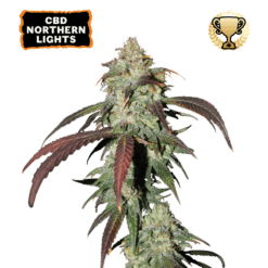 CBD Northern Lights - Semi Stagionali Fotoperiodici