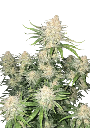 Frostbanger Auto - Semi Autofiorenti