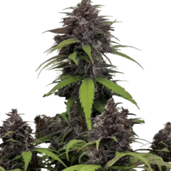 Purple Haze Auto - Semi Autofiorenti
