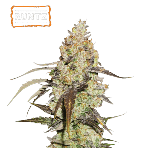 Runtz - Semi Stagionali Fotoperiodici