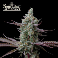 Sagrada Amnesia - Semi Stagionali Fotoperiodici