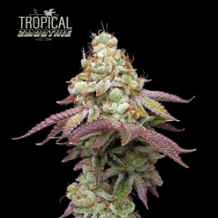 Tropical Zmoothie - Semi Stagionali Fotoperiodici