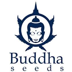 Buddha Seeds