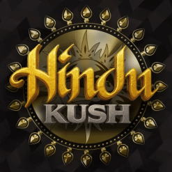 Hindu Kush - Semi Stagionali Fotoperiodici