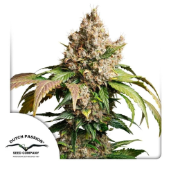 Auto Red Tropicana Cookies - Semi Autofiorenti