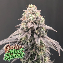 Garlic Mint Sherbet - Semi Stagionali Fotoperiodici