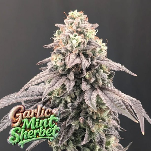 Garlic Mint Sherbet - Semi Stagionali Fotoperiodici