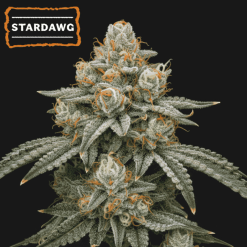 Stardawg Auto - Semi Autofiorenti