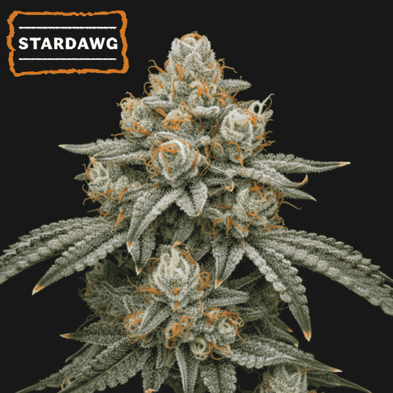 Stardawg Auto - Semi Autofiorenti