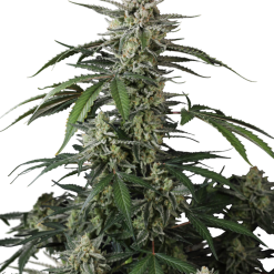 Banana Guava Auto - Semi Autofiorenti