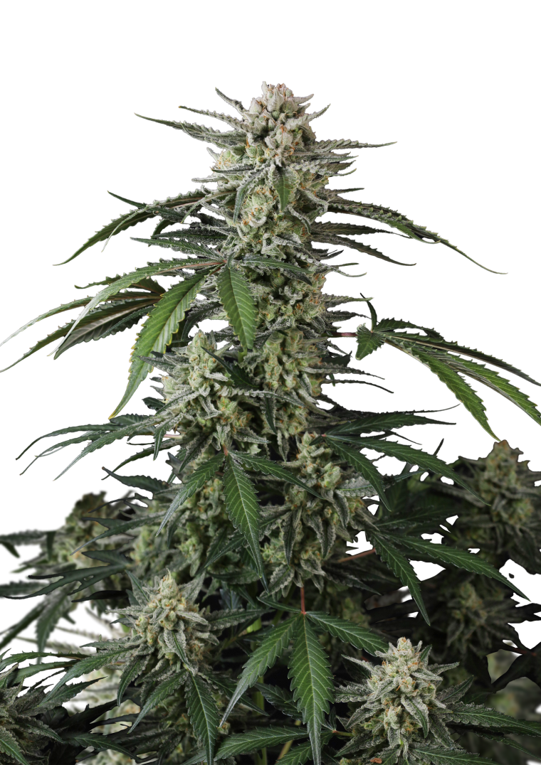 Banana Guava Auto - Semi Autofiorenti