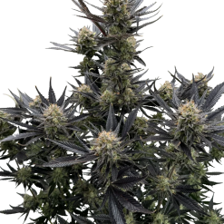 Guava Auto RF3 - Semi Autofiorenti