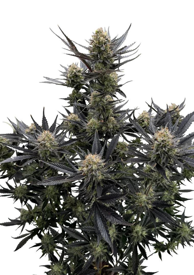 Guava Auto RF3 - Semi Autofiorenti