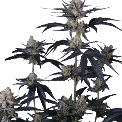 Guava Runtz Auto - Semi Autofiorenti