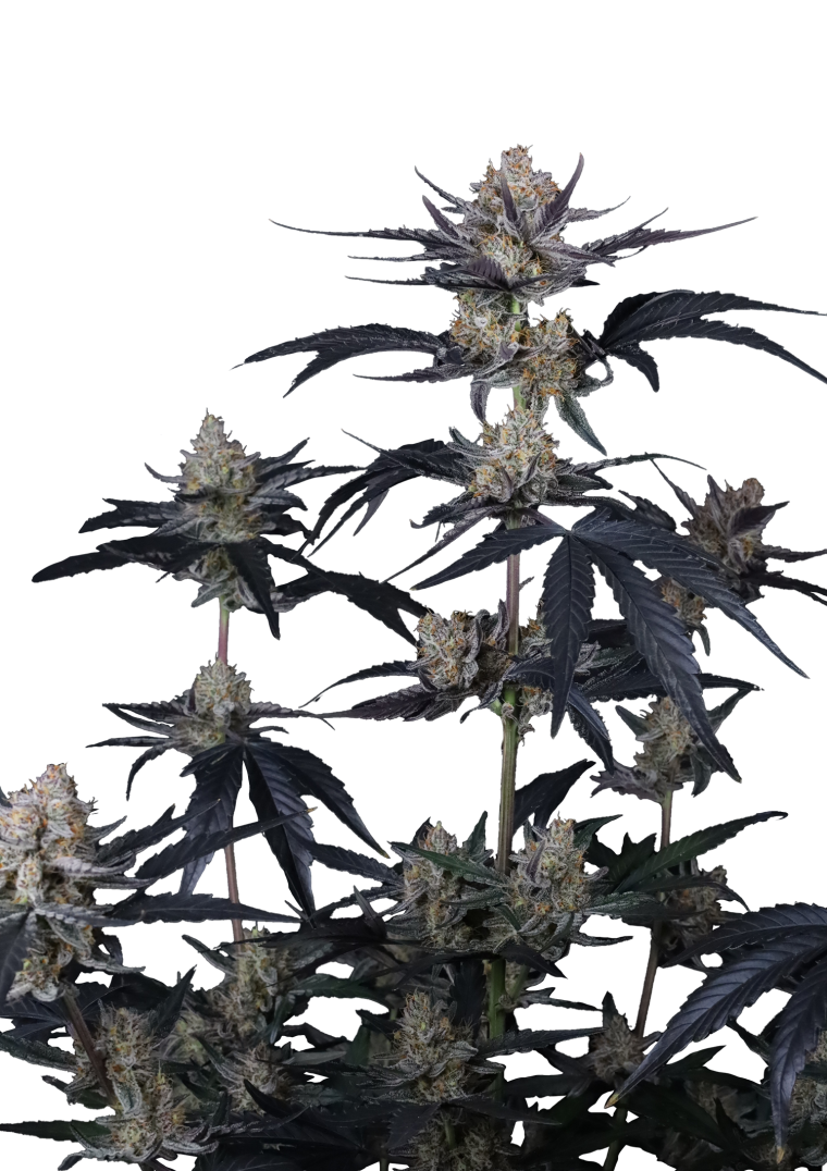 Guava Runtz Auto - Semi Autofiorenti