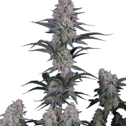 Guava Sundae Auto - Semi Autofiorenti