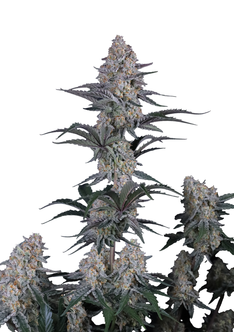 Guava Sundae Auto - Semi Autofiorenti
