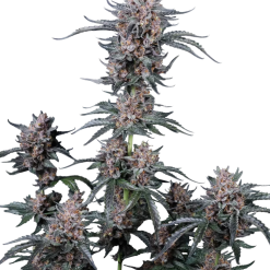 Mango Cherry Runtz Auto - Semi Autofiorenti