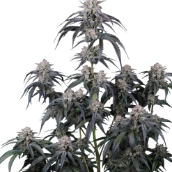 Mango Frost Auto - Semi Autofiorenti