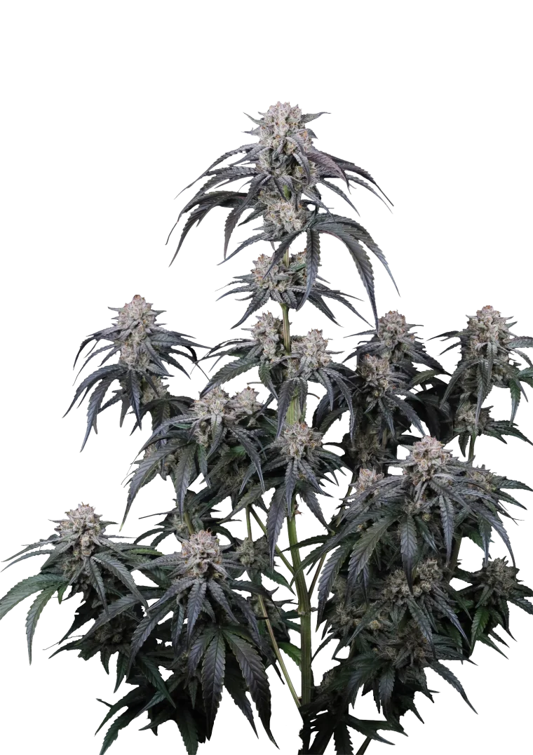 Mango Frost Auto - Semi Autofiorenti