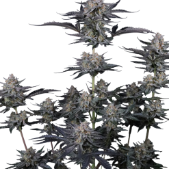 Mendo Guava Auto - Semi Autofiorenti