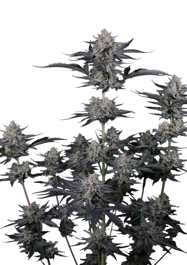 Mendo Guava Auto - Semi Autofiorenti